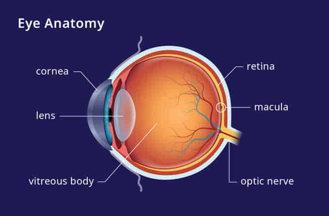 Image of macula