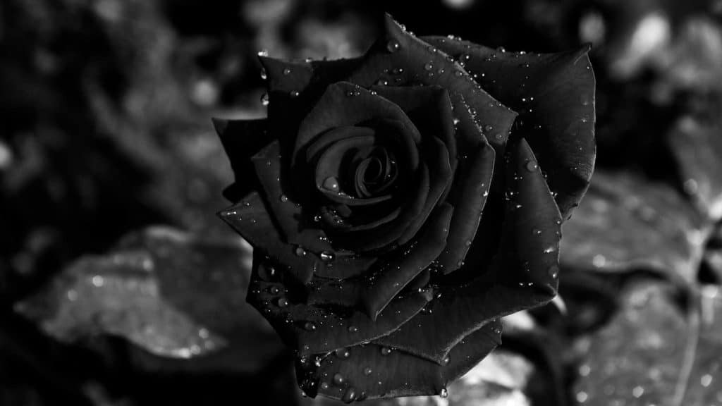 image of dark rose